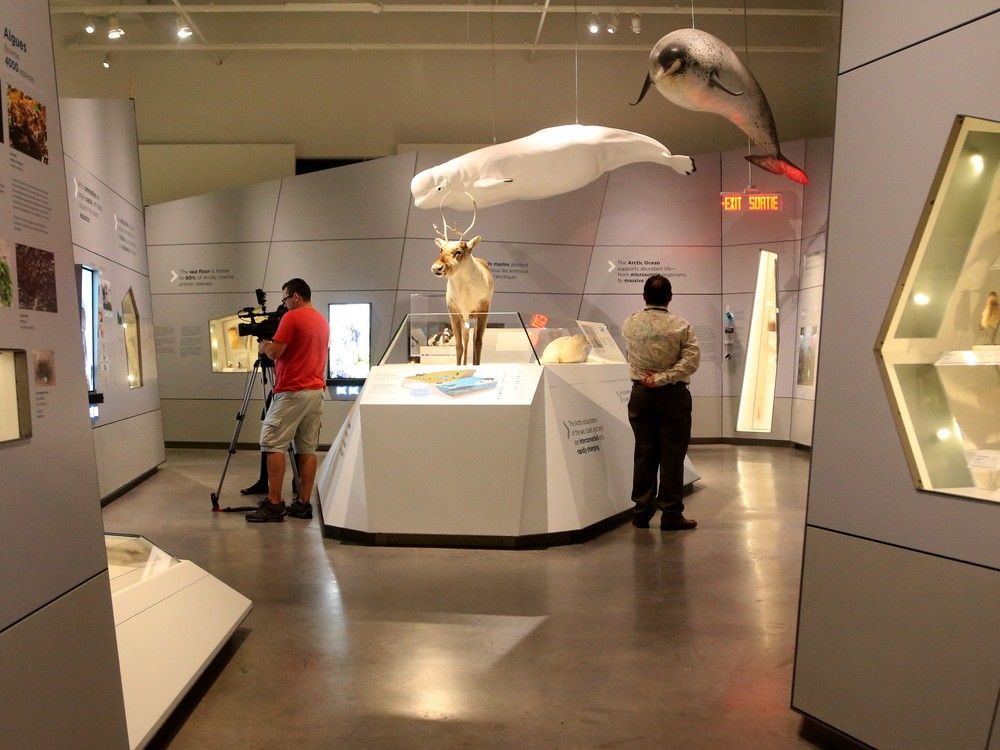  The Arctic Gallery is an 8,000-foot space filled with more than 200 specimens and artifacts, including a rotating Indigenous gallery and huge moving ice display. Julie Oliver/Postmedia