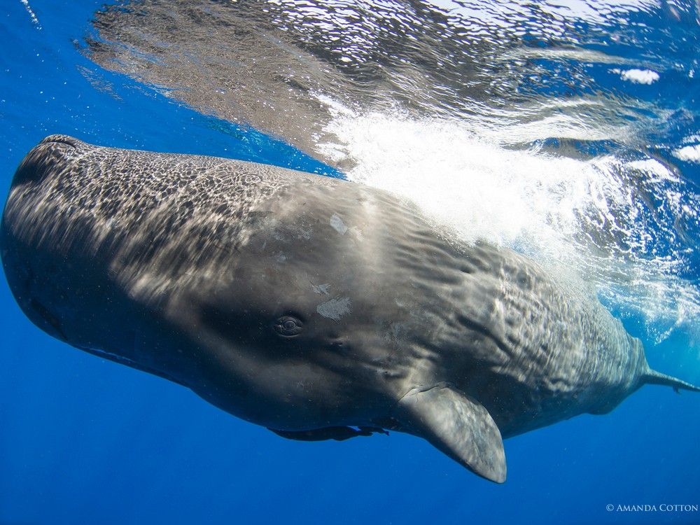 Carleton marine biologist helps decode the secrets of sperm whale language