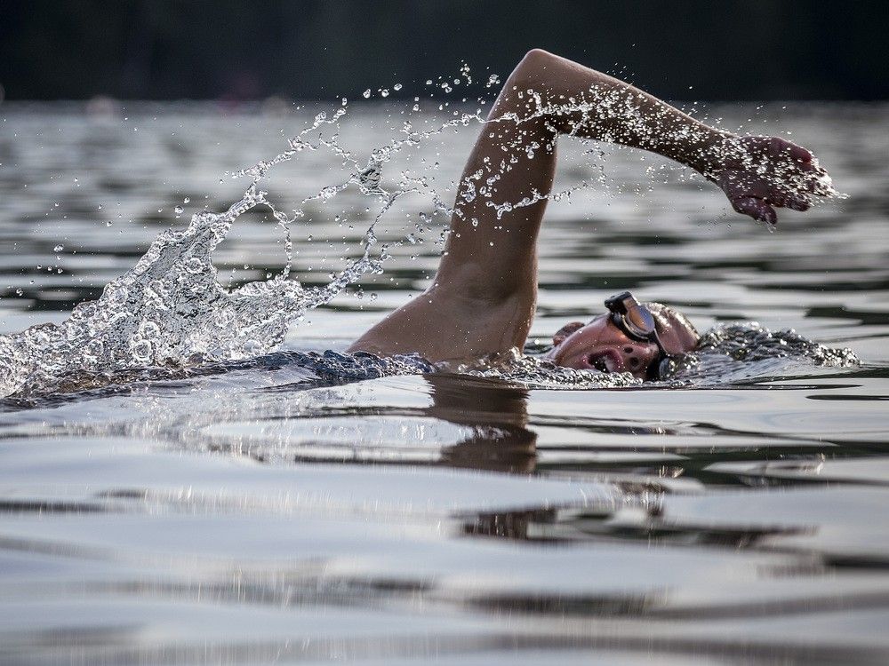 Blue-green algae alert: How to know when it's safe to go into the water