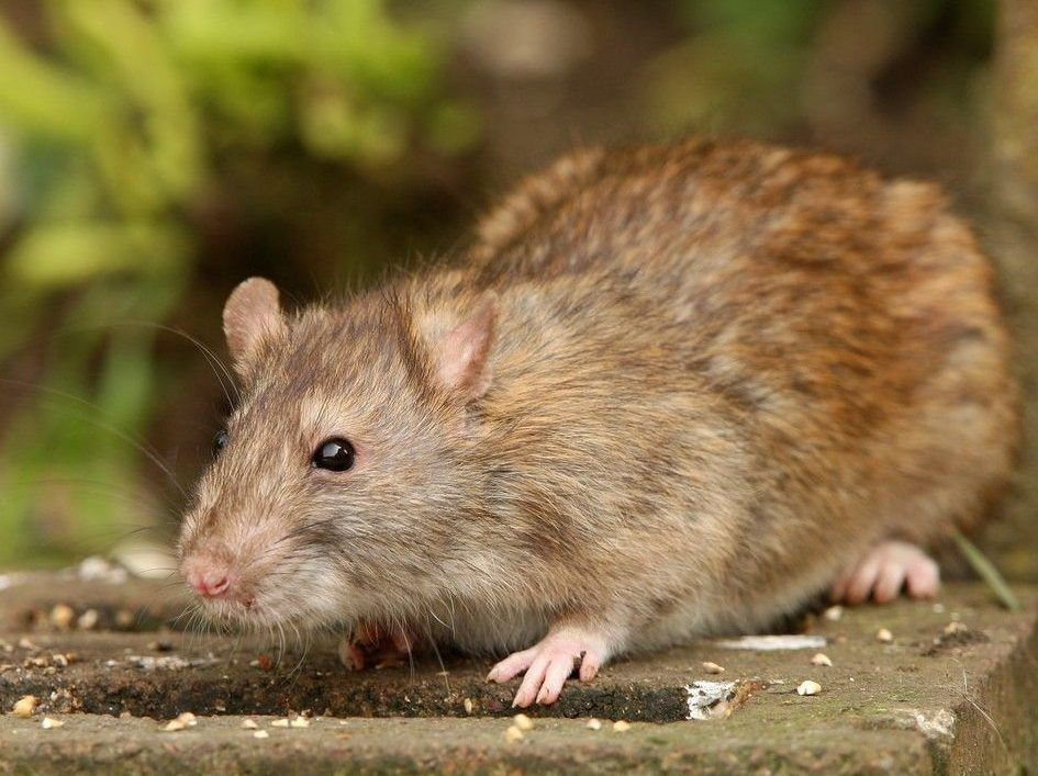 City of Ottawa unveils a new strategy in its war on rats