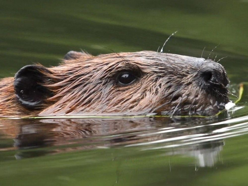 City committee approves first new wildlife strategy since 2013, but critics want more change