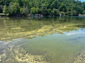 The National Capital Commission announced Monday afternoon that Meech Lake's O'Brien Beach is closed due to a bloom of cyanobacteria, or blue-green algae.