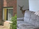 The Ottawa Police Service released this combination photo of the scene of a home invasion by a deer on Thursday.