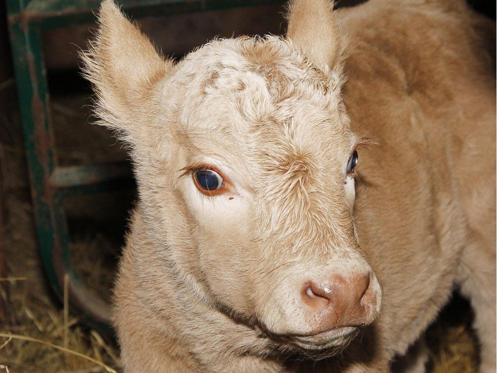 Udderly mystifying: Why were three calves and dog left in an abandoned truck?