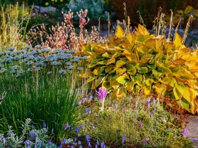 The fall garden | Ottawa Citizen The fall garden | Ottawa Citizen