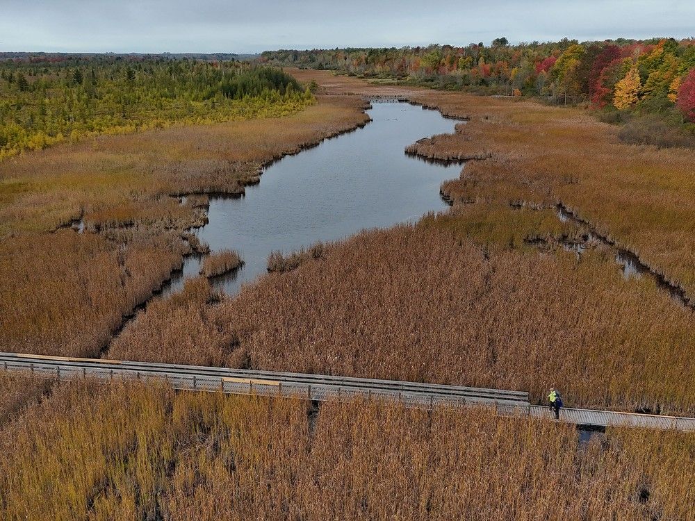 There are unexploded WWII bombs in Ottawa’s Mer Bleue bog: documents