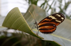 A butterfly on a leaf