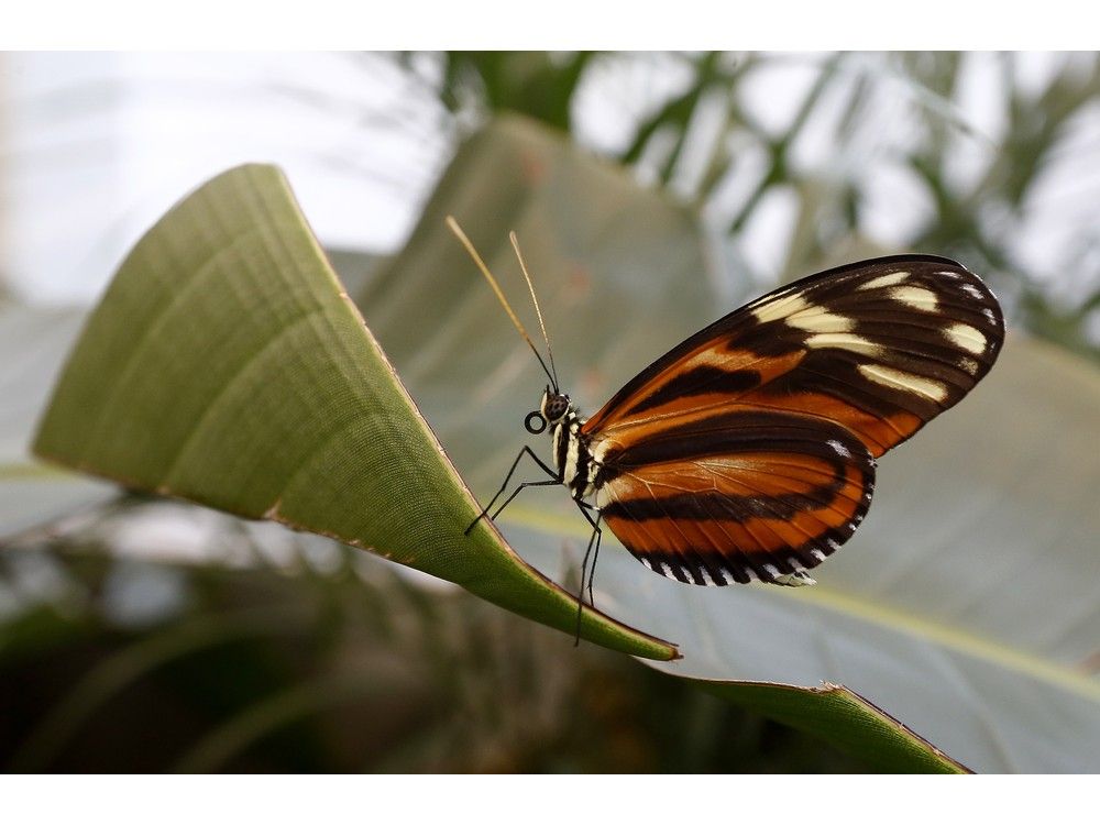  Back by popular demand, Butterflies in Flight at the Canadian Museum of Nature showcases a colourful array of tropical butterlies in the warm and humid solarium.