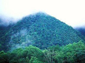 পানামা রেইন ফরেস্ট