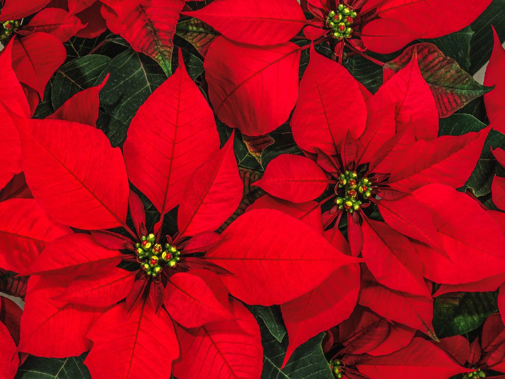 City gardener: The top Christmas houseplants to grow (or not to grow) 