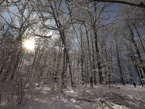 winter scene of snow on trees