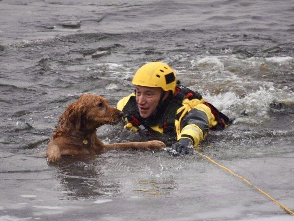 Fire crews rescue dog that went through Ottawa River ice