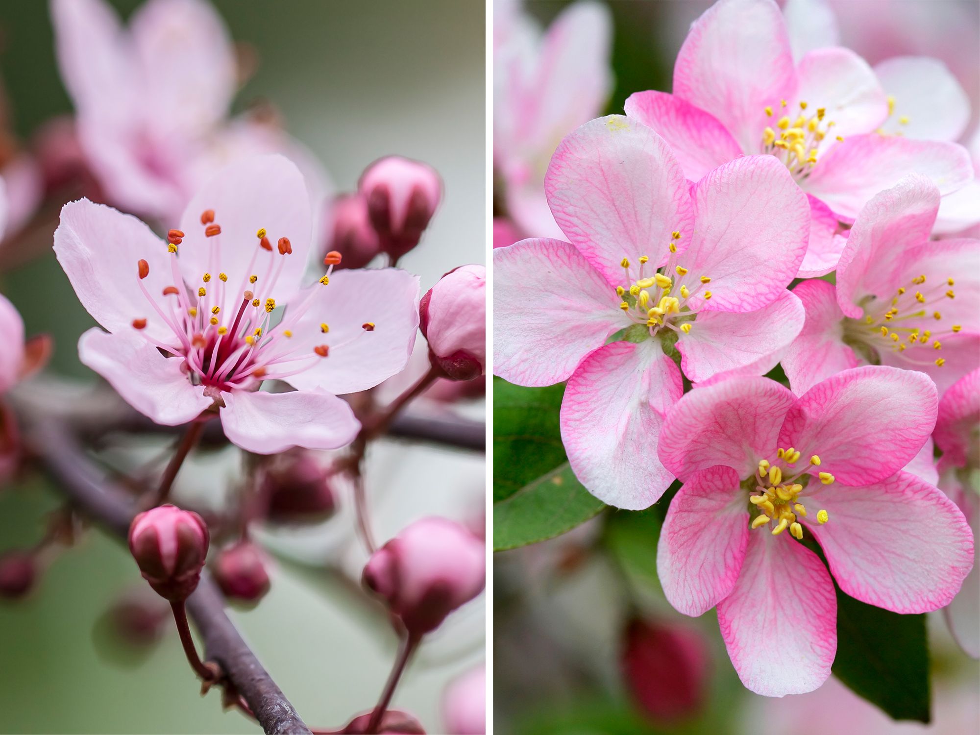  Left: Japanese cherry blossoms (sakura), with pale, papery petals in sparse clusters. Right: Crabapple blooms in Ottawa, which are often denser, brighter, and appear slightly later. Both belong to the rose family and can be easy to confuse at a glance. (PHOTO: BROADCASTERTR, CIMMERIAN / GETTY IMAGES)