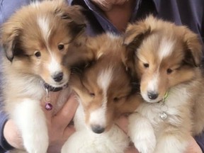 Linda Howie's Sheltie Puppies
