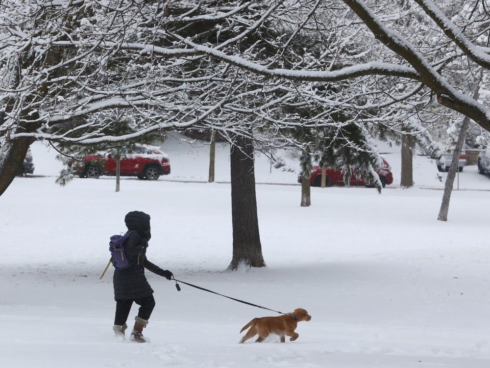 a woman walks her dog across farimont park in ottawa after the city received a fresh blanket of snow, april 08, 2025.
