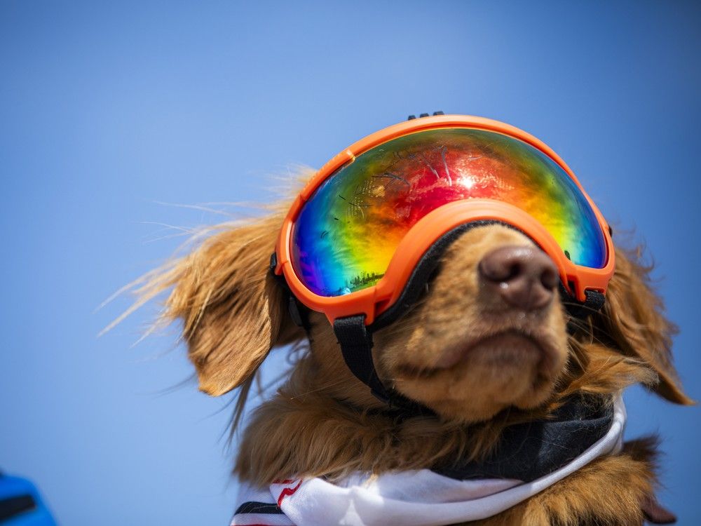  Piper the dog was set and ready to roll with the fancy goggles while she was on her dad, Adam Frank’s back.