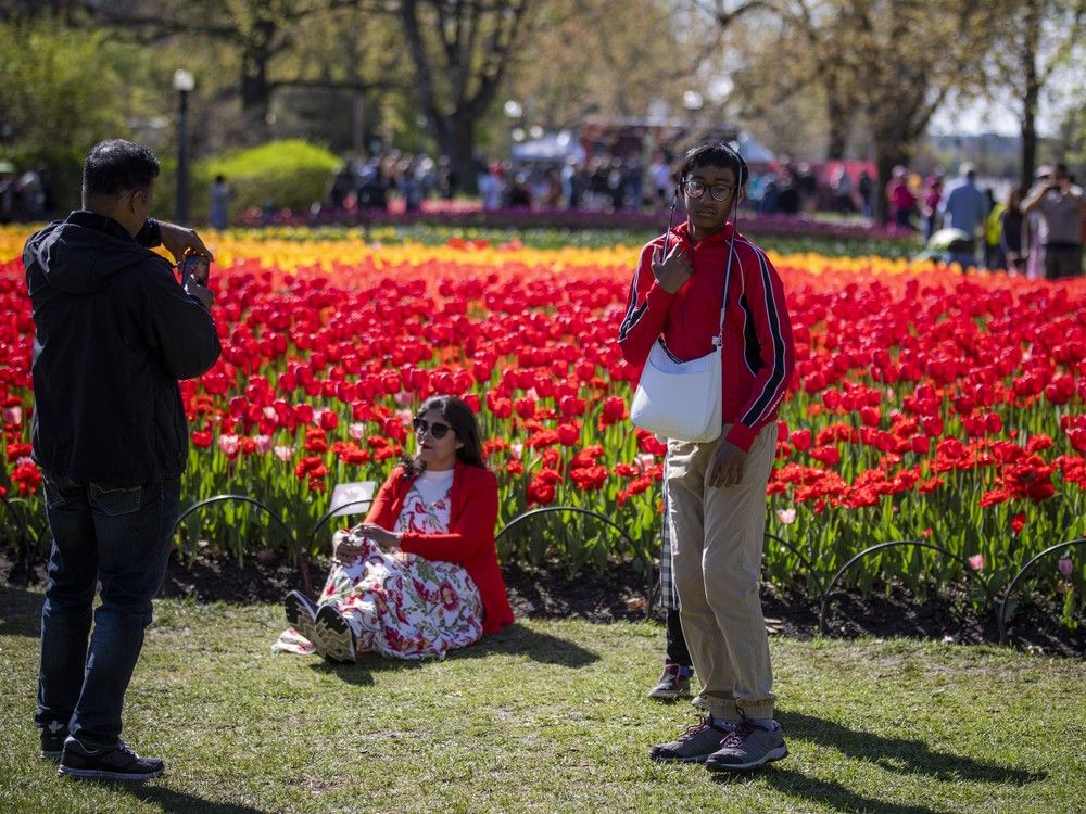  Families wandered the tulip fields as the 73rd Canadian Tulip Festival opened Saturday with a ceremonial parade by the Canadian Army and tributes to Second World War veterans, marking 80 years since the Liberation of the Netherlands.