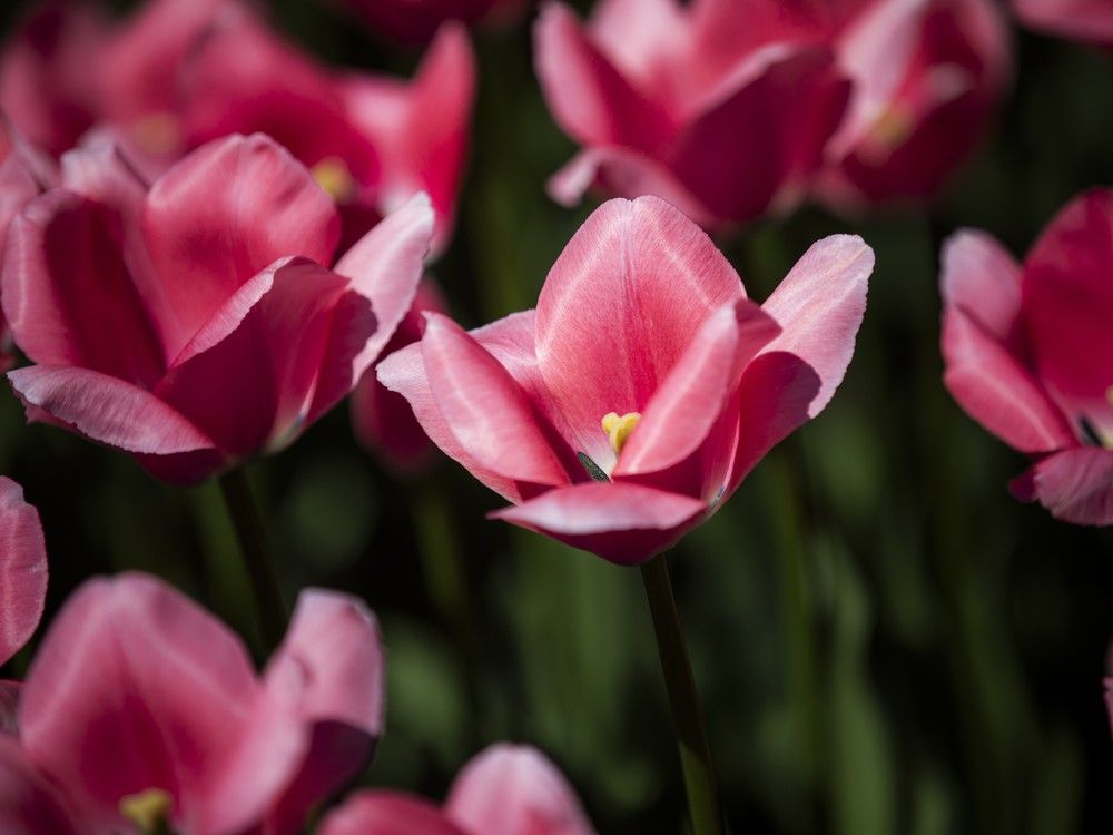  Some of the stars of the 73rd Canadian Tulip Festival, which opened Saturday with a ceremonial parade by the Canadian Army and tributes to Second World War veterans, marking 80 years since the Liberation of the Netherlands.