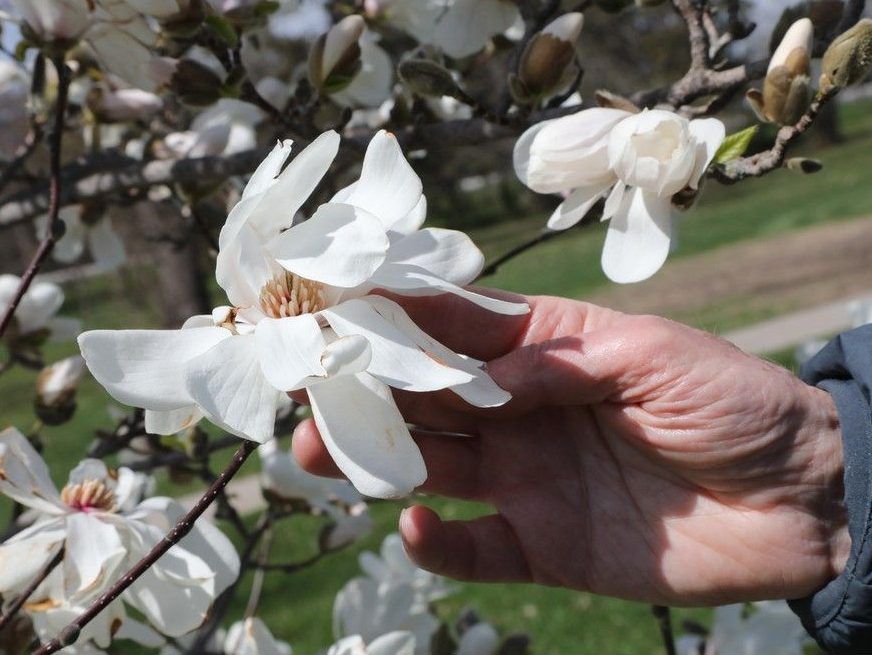  Jones holds a magnolia bloom along one of eight routes mapped in Pathway to the Trees of the Central Experimental Farm. The guide includes seasonal tips for identifying trees and is available online or through the Ottawa Public Library.