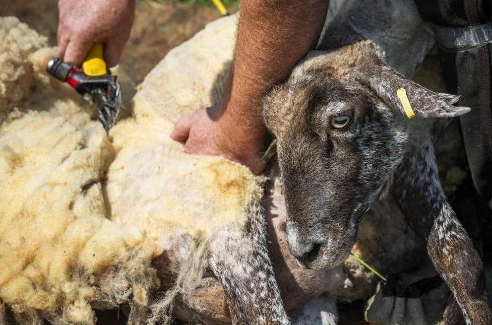  A sheep being shorn at The Log Farm.