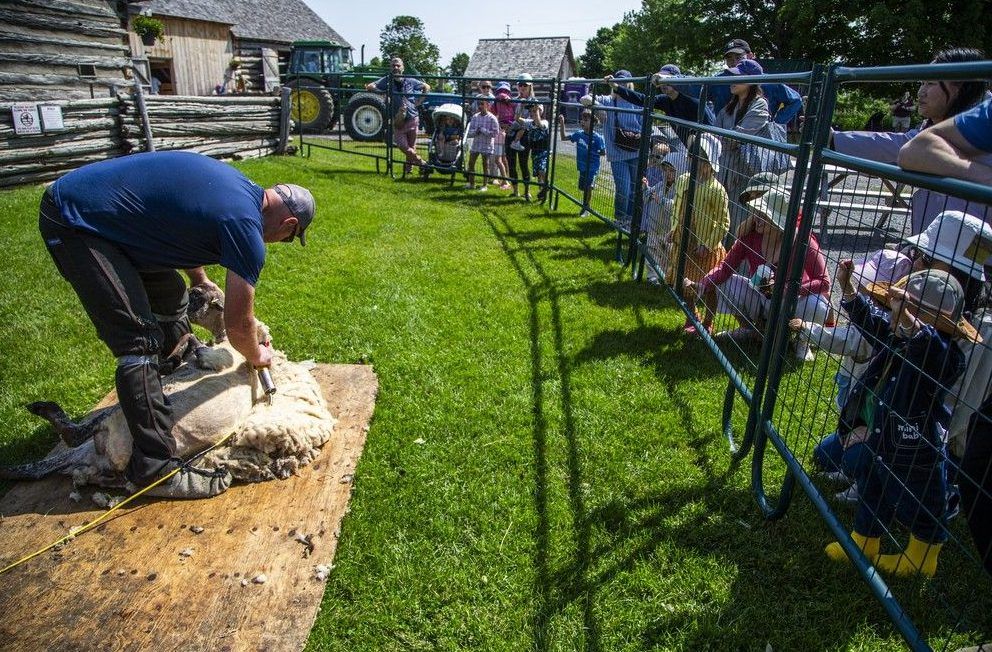  Families gathered to watch Tyler Armstrong shear sheep at The Log Farm.