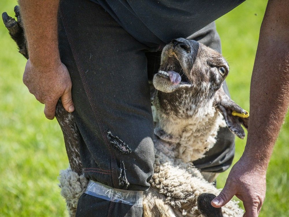  Armstrong explained the process and care behind maintaining a healthy wool coat.