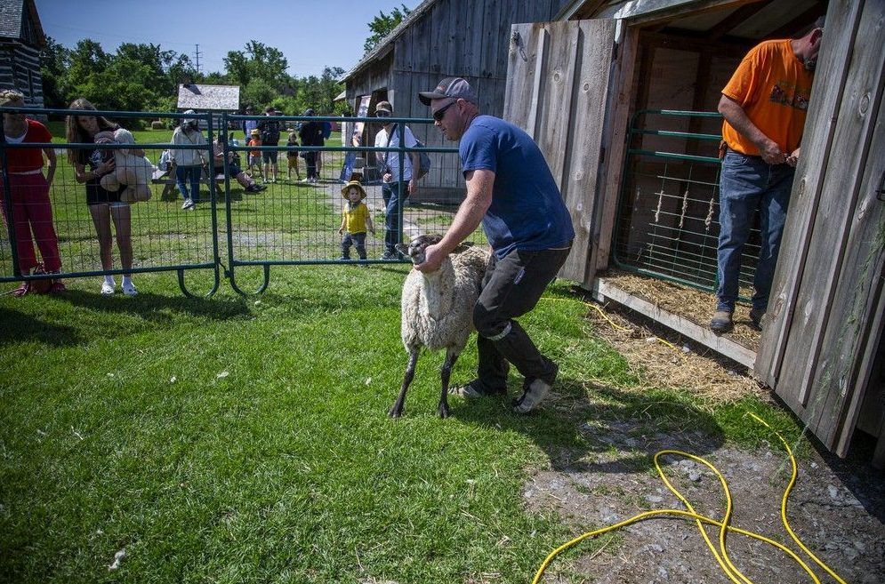  Families soaked up the sunshine Saturday, June 14, 2025 at The Log Farm, where guests gathered to watch Tyler Armstrong shear sheep in a once-a-year demonstration. Visitors of all ages looked on as Armstrong explained the process and care behind maintaining a healthy wool coat, with plenty of time left to explore the farm’s animals and kid-friendly play areas.
