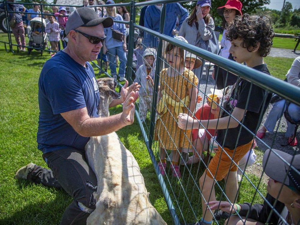  Families soaked up the sunshine Saturday, June 14, 2025 at The Log Farm, where guests gathered to watch Tyler Armstrong shear sheep in a once-a-year demonstration. Visitors of all ages looked on as Armstrong explained the process and care behind maintaining a healthy wool coat, with plenty of time left to explore the farm’s animals and kid-friendly play areas.