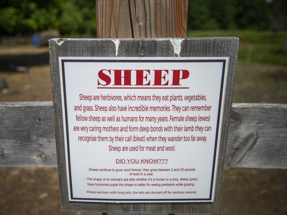 Families soaked up the sunshine Saturday, June 14, 2025 at The Log Farm, where guests gathered to watch Tyler Armstrong shear sheep in a once-a-year demonstration. Visitors of all ages looked on as Armstrong explained the process and care behind maintaining a healthy wool coat, with plenty of time left to explore the farm’s animals and kid-friendly play areas.