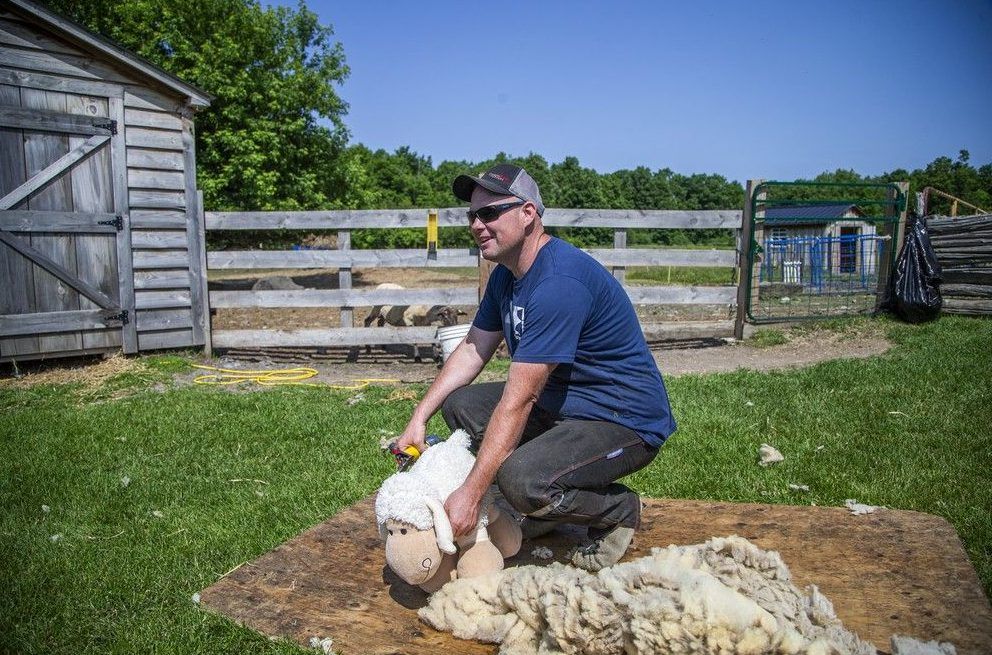  Tyler Armstrong shears sheep in a once-a-year demonstration at The Log Farm. Visitors of all ages looked on as Armstrong explained the process and care behind maintaining a healthy wool coat.