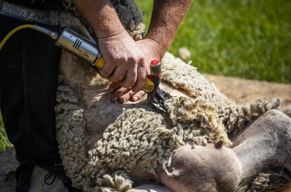  Tyler Armstrong shears sheep in a once-a-year demonstration at The Log Farm, Saturday, June 14, 2025.