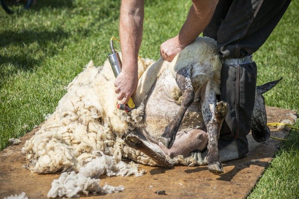  Tyler Armstrong shears sheep in a once-a-year demonstration at The Log Farm.