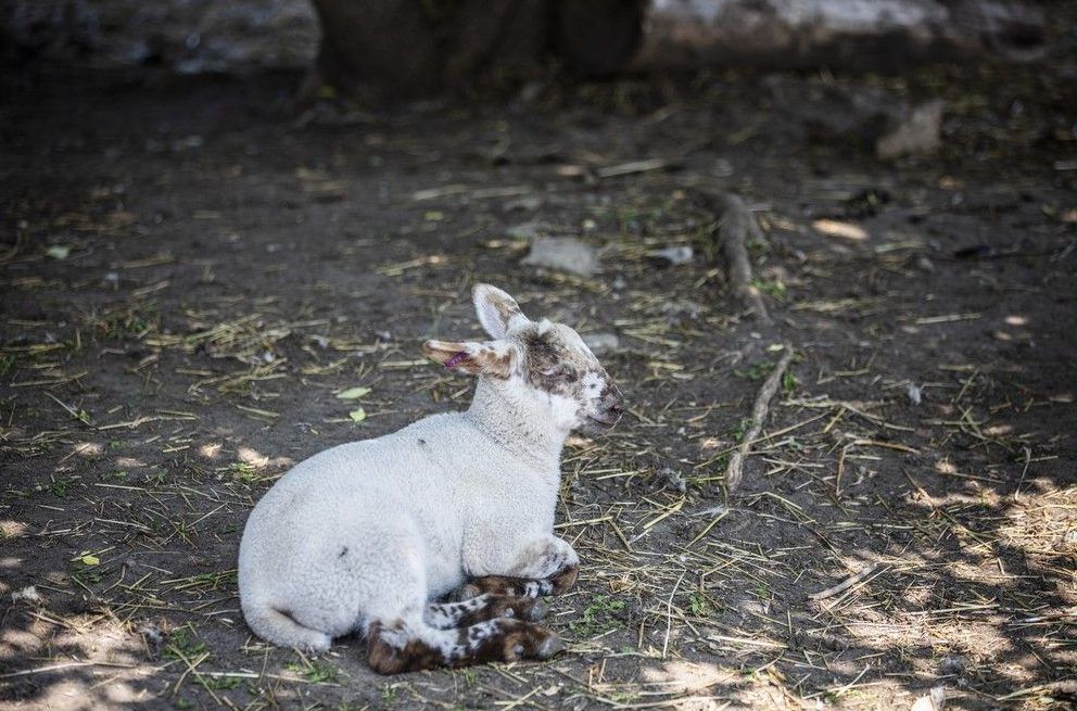  A sheep after having its wool coat shorn.