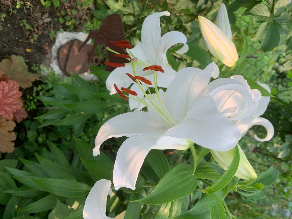 The City Gardener: Luscious lilies | Ottawa Citizen