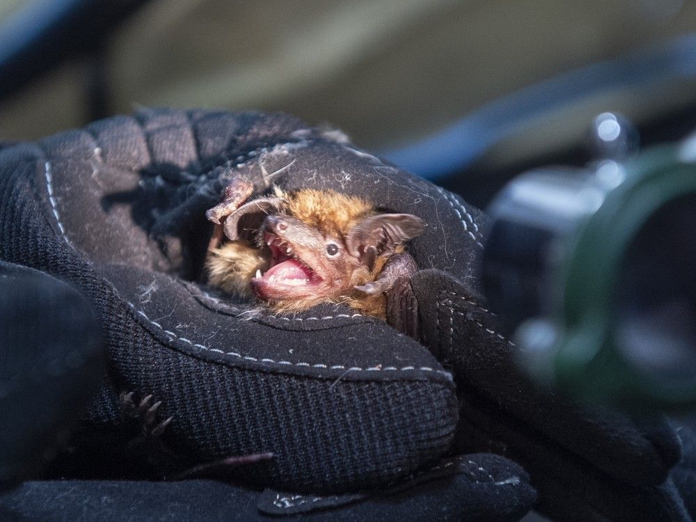 Ontario experiencing shortage of rabies treatment amid high demand ...