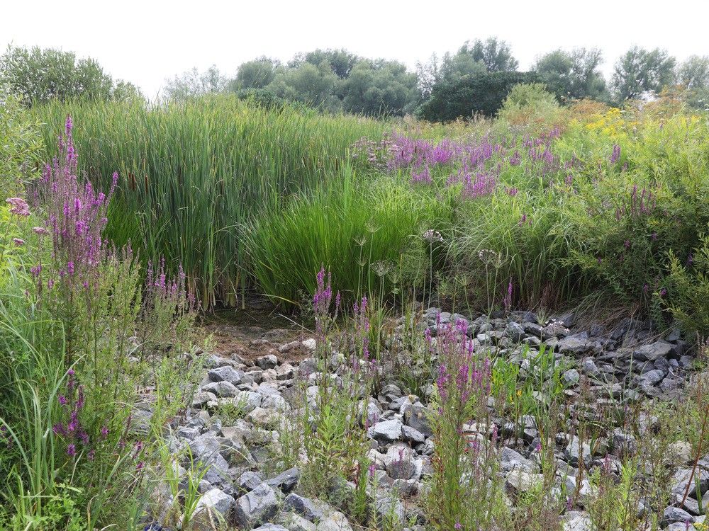 Businesses with permits to take Carp River water asked to reduce consumption