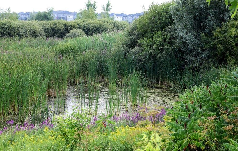  A view of a low-water section of the Carp River near Terry Fox Drive in Kanata on Thursday.