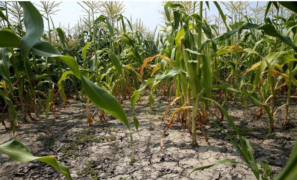  A view of the edge of one of Foster Farms’ corn fields, where the soil is visibly dry and cracked, on Friday.