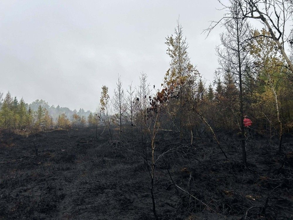  A forest and bog fire ripped through the Alvin Runnalls Forest in the Township of North Dundas just south of Ottawa this week. Fire crews and rain helped reduce the fire to about a tenth of its size overnight Monday.