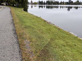 Tire tracks on the grass leading into a lake.