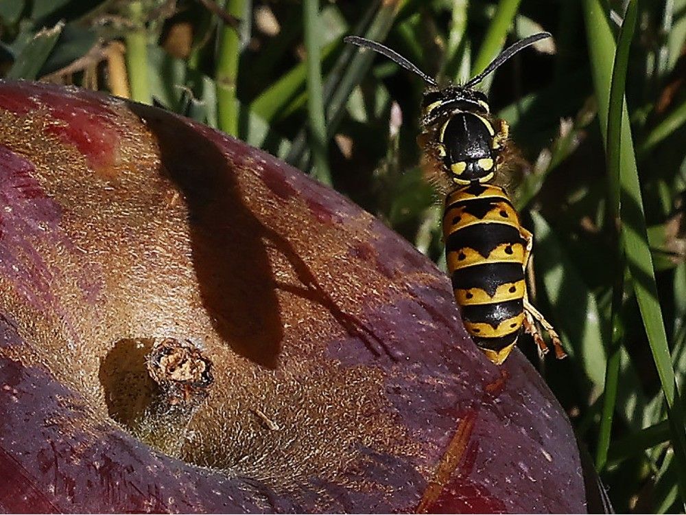  Yellowjackets are just one among the roughly 200 species of wasps found in Canada.