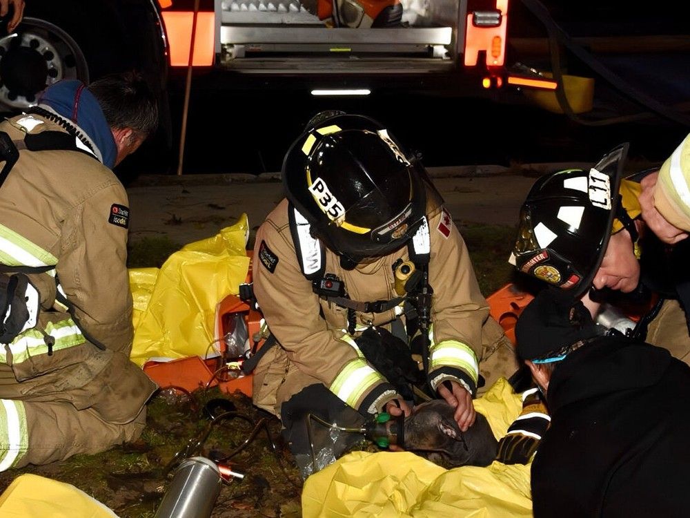  Firefighters administer oxygen to dog rescued in fire on Richmond Friday