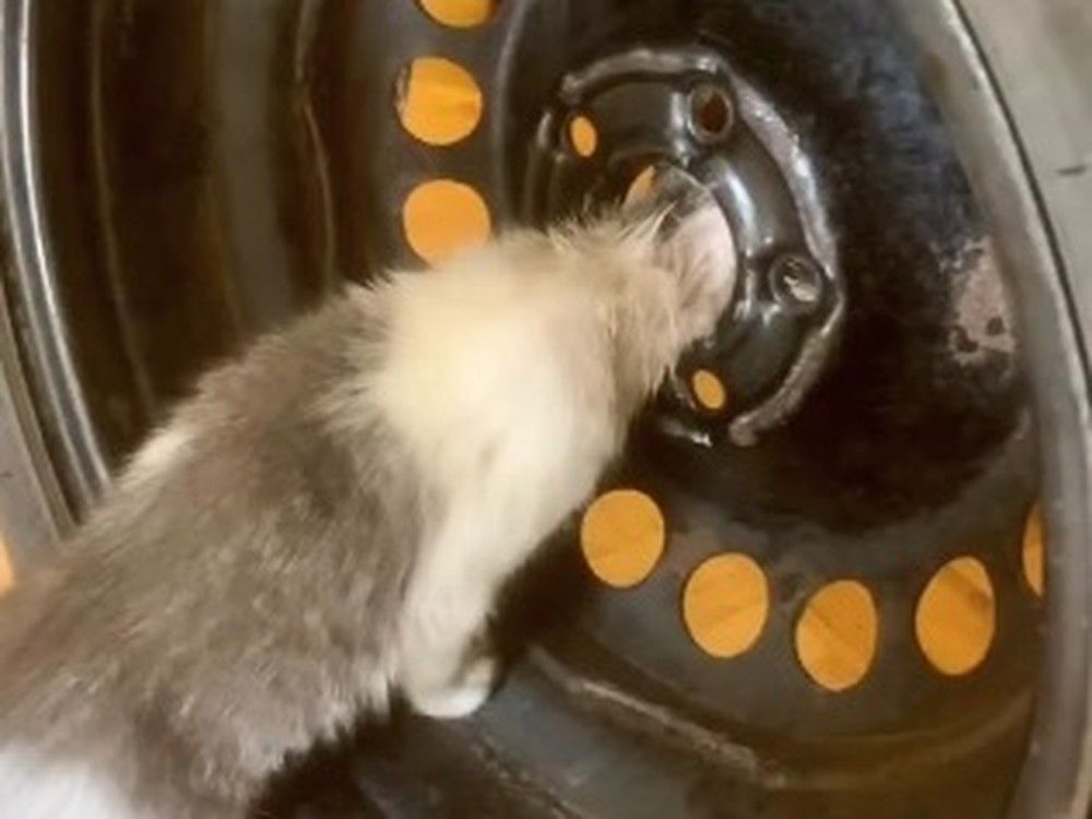 Firefighters came to the rescue after a curious kitten got its head stuck in a car rim yesterday.”Cheesecake” was safely extricated and doing well with no injuries.  Firefighters came to the rescue after a curious kitten got its head stuck in a car rim yesterday.”Cheesecake” was safely extricated and doing well with no injuries.