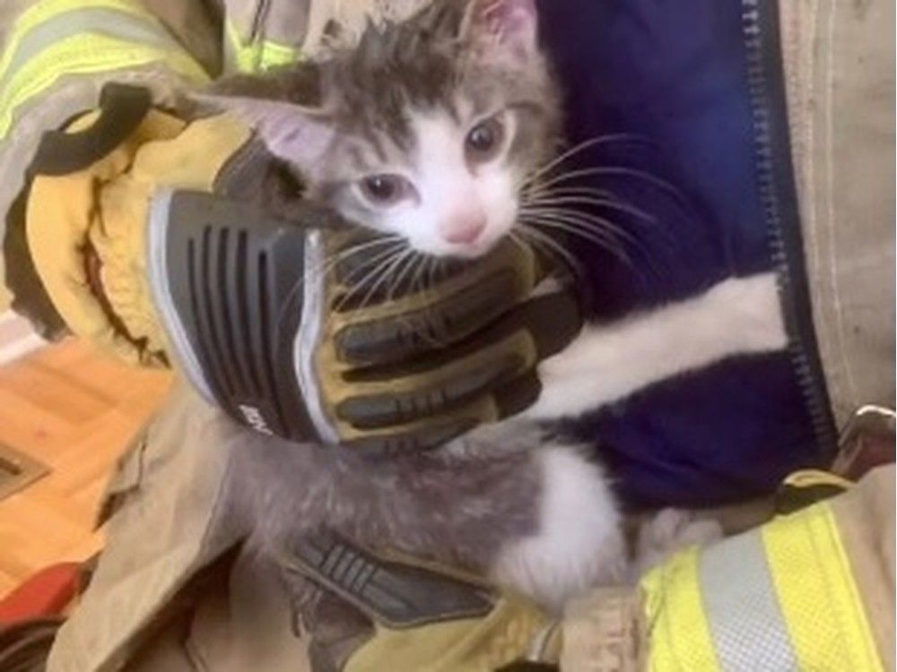 A firefighter holds a curious kitten that needed a rescue after it got its head stuck in a car rim Friday. ‘Cheesecake’ was safely extricated and doing well with no injuries.  A firefighter holds a curious kitten that needed a rescue after it got its head stuck in a car rim Friday. ‘Cheesecake’ was safely extricated and doing well with no injuries.