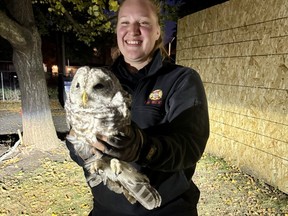 Owl rescue Ottawa Fire Services