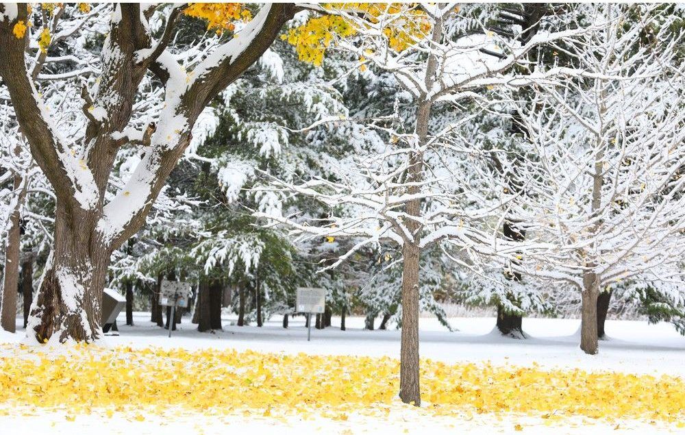  Leaves were still in the trees near the Mud Lake Trail as the City of Ottawa received its first snow fall of the season on November 10, 2025.