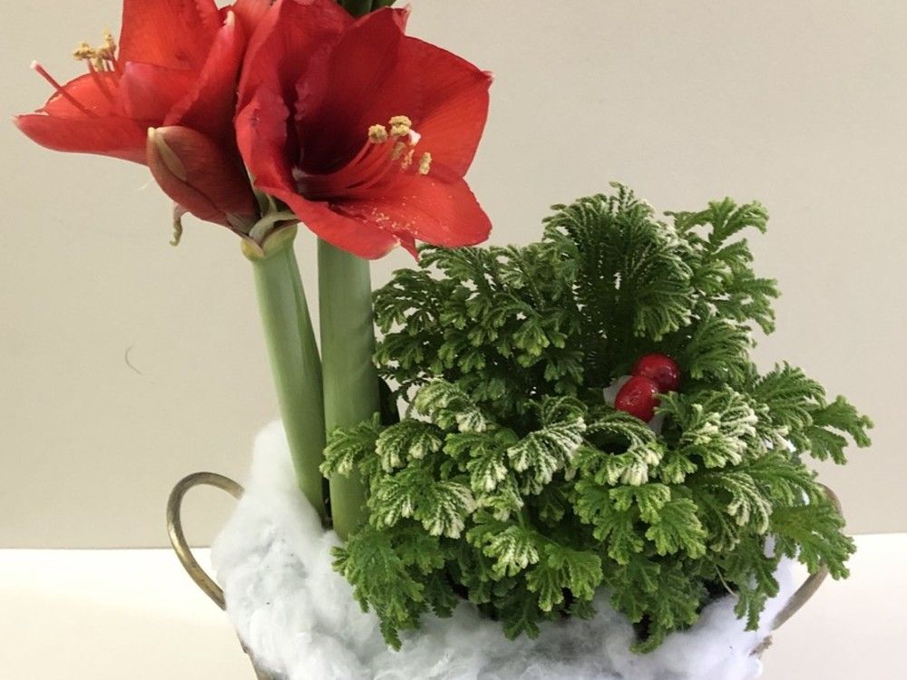 Celebrating the season with amarylis | Ottawa Citizen