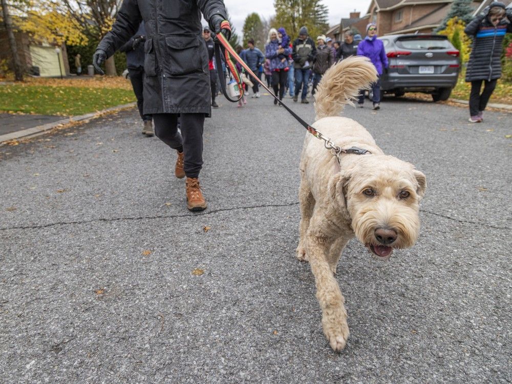  The dogs enjoyed the legacy event alongside their owners, taking a scenic walk through the wooded trails of Kanata Lakes.