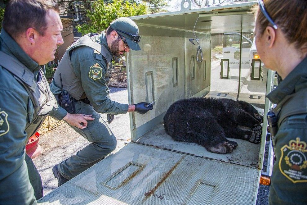 Conservation officers with the National Capital Commission (NCC) safely captured a juvenile bear in Kanata North on April 24, 2025. The bear was tranquilized so it could be safely relocated to a suitable habitat within a 200 km radius.