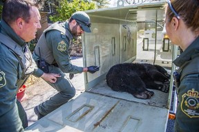 Conservation officers with the National Capital Commission (NCC) safely captured a juvenile bear in Kanata North on April 24, 2025. The bear was tranquilized so it could be safely relocated to a suitable habitat within a 200 km radius.